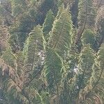 Araucaria columnaris Foglia