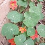 Tropaeolum minus Habit