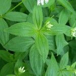 Asperula taurina Lehti