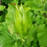 Cardiocrinum cordatum Folha