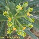 Euphorbia tuckeyana Alia