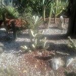 Euphorbia lactea Elinympäristö