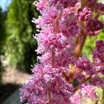 Spiraea tomentosa Fleur