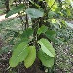 Ficus citrifolia Folla