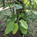 Ficus citrifolia Folha