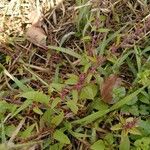 Lipandra polysperma (L.) S.Fuentes, Uotila & BorschLeaf