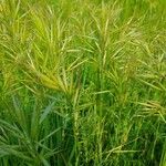 Bromus tectorum Habit