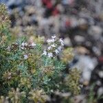 Thymus vulgaris Flower
