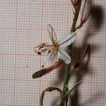 Asphodelus fistulosus 花