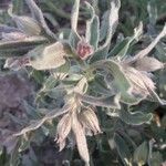Nonea vesicaria Hoja