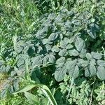 Angelica atropurpurea Характер