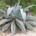 Agave guiengola Blad