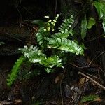 Lindsaea falcata Hábitos