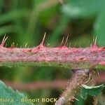 Rubus silvaticus বাকল