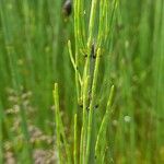 Equisetum fluviatile Φύλλο