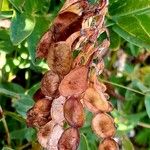 Hedysarum hedysaroides Fruitua