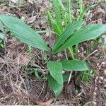 Pharus latifolius Habit