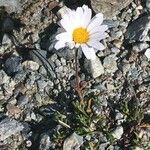 Leucanthemopsis alpina 形態