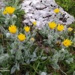 Hieracium villosum Habitat