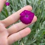 Lychnis coronariaFlor