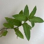 Mentha longifolia Leaf
