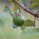 Vitex madiensis Fruto