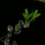 Salix myrtillacea Hábito