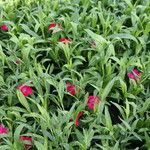 Dianthus spp. Costuma
