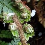 Polystichum makinoi Leaf