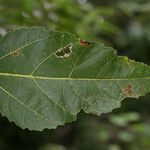 Ficus lateriflora Blad