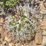 Acanthocalycium thionanthumHabitat