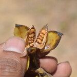 Crotalaria pulchra Fruto