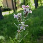 Silene gallica বাকল