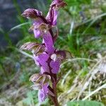 Orchis spitzelii Квітка