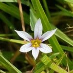 Sisyrinchium rosulatum Fiore