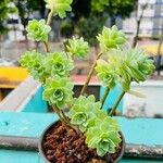 Sedum palmeri ഇല