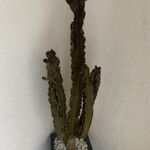 Euphorbia abyssinica Hoja
