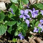 Viola × uechtritziana Habitus