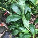 Haemanthus coccineus पत्ता