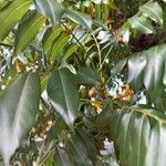 Castanospermum australe Blatt