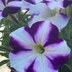 Petunia spp. Flors