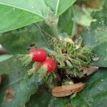 Psychotria globosa Fruit