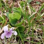 Viola palustris Blad