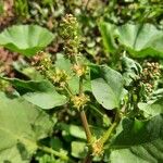 Rumex spinosus Meyve