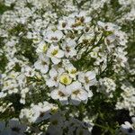 Crambe tataria Kvet