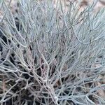 Limonium insigne Hoja