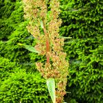 Rumex cristatus Flower