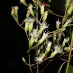Heterocondylus vitalbae Flor