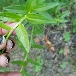 Lithospermum canescens Hoja