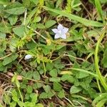 Wahlenbergia hederacea Fruto